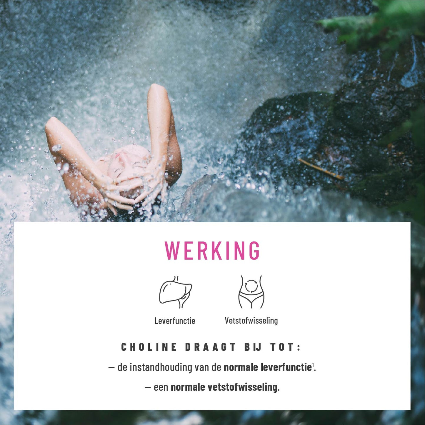 Bluetenrein Leber-Komplex NL Wirkung