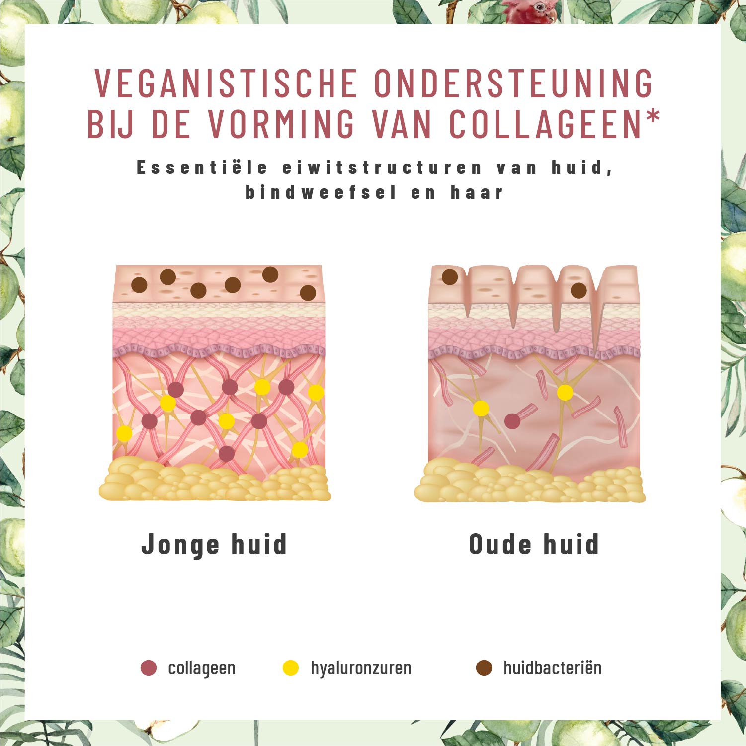 Glanzvoll Vegane-Kollagen-Bildungsunterstuetzung Kollagen 