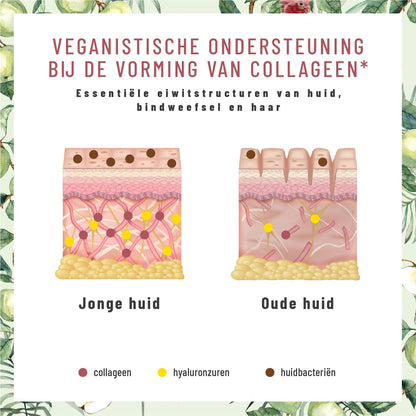 Glanzvoll Vegane-Kollagen-Bildungsunterstuetzung Kollagen 