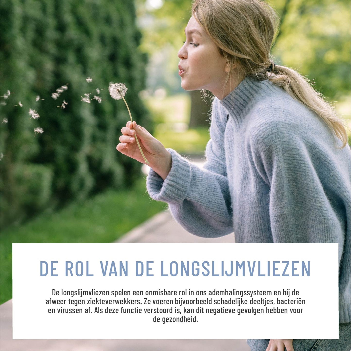 Lung Wort Meteucalyptus, Tijm en NAC NL Moodbild