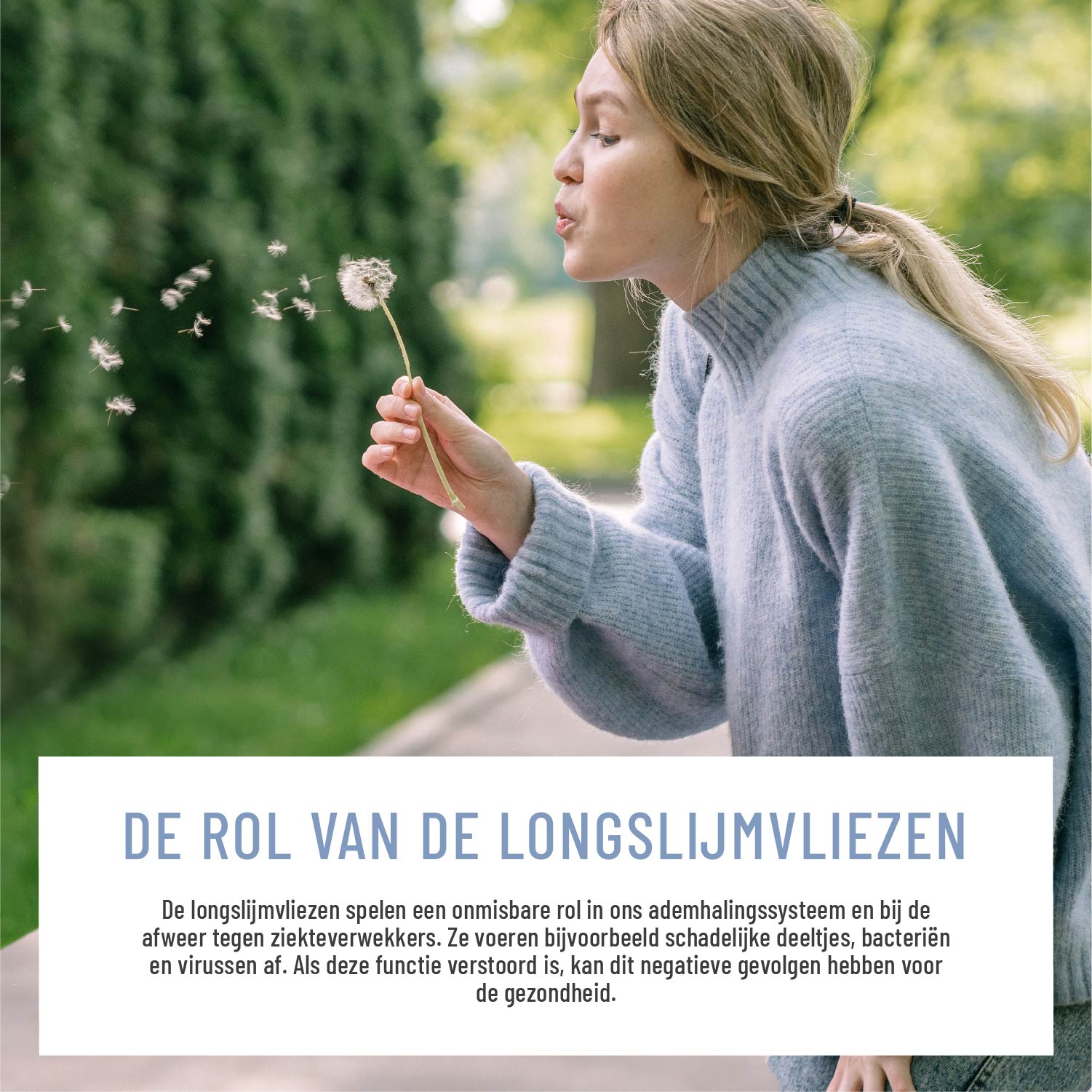 Lung Wort Meteucalyptus, Tijm en NAC NL Moodbild