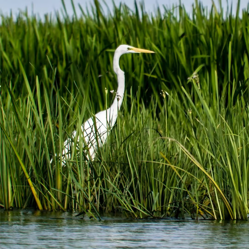 Het behoud van habitats